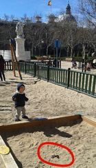 Paque infantil con excrementos
