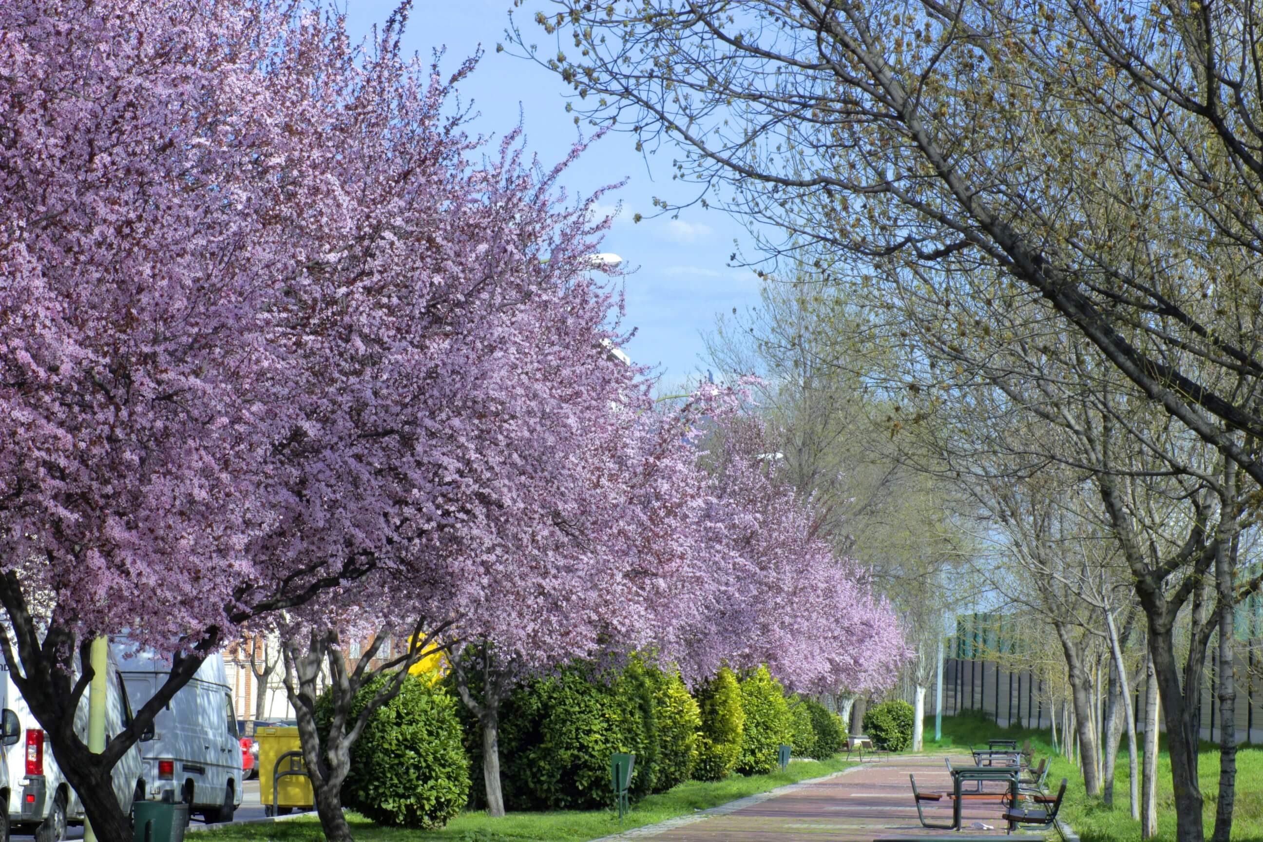Paseo de la calle de Salinas de Rosío