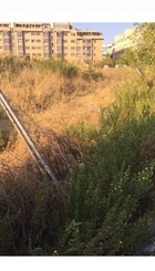 Imagen de uno de los solares abandonados en Sanchinarro