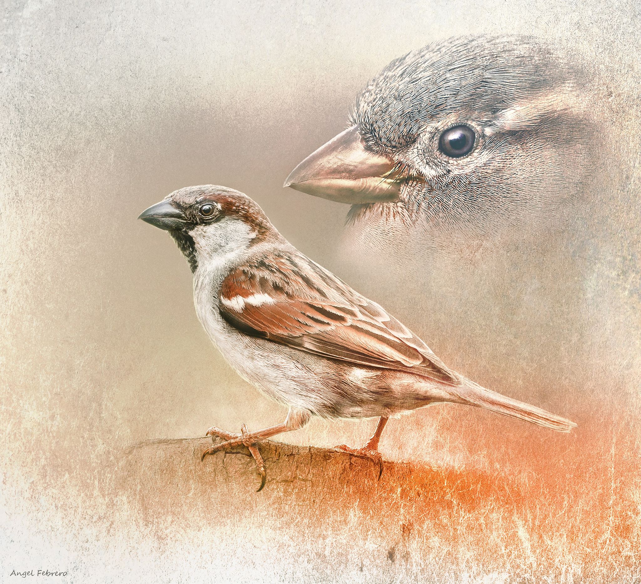 Gorrión Común (Passer Domesticus)