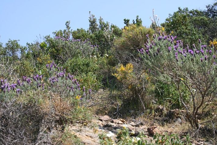 Matorral_mediterraneo.JPG