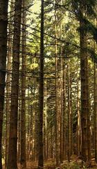 10000 ARBOLES