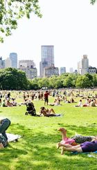 central-park-sheep-modern.jpg