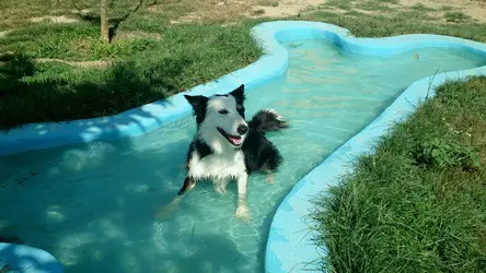 piscina perros