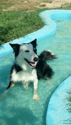 piscina perros