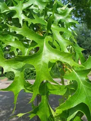 QUERCUS PALUSTRIS