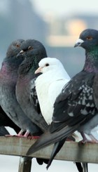 Palomas.jpg