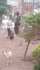 Screenshot_20180330-184534_Video_PlPerros en jardín bolonia 3