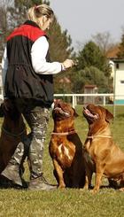 Técnicas_de_adiestramiento_canino.jpg
