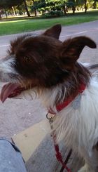 BLUES. LE GUSTA CORRER Y JUGAR CON OTROS PERROS.
