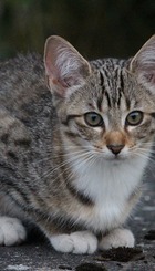 cat-896232_1280.jpg