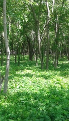 2015-07-03_13.00.25.jpg