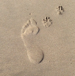 Footprints-in-the-sand.jpg