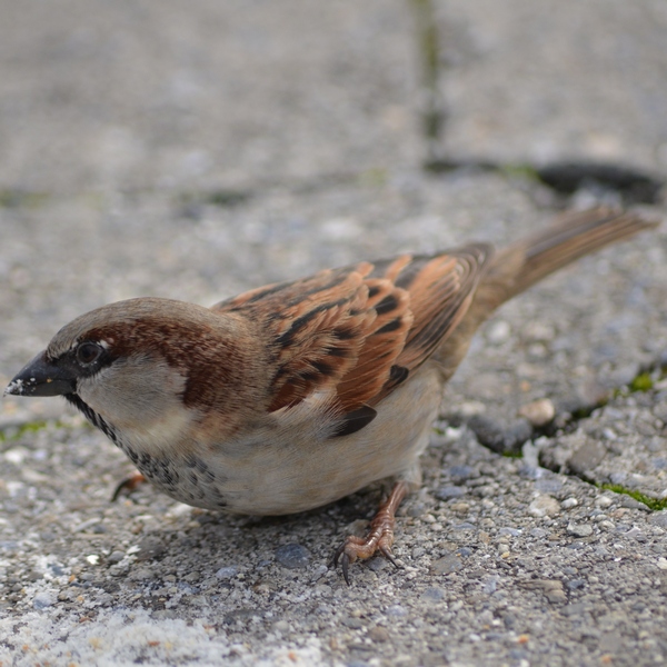 Gorrión Común. Foto de Federico Carlos Izasa. 