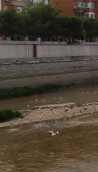 Madrid río
