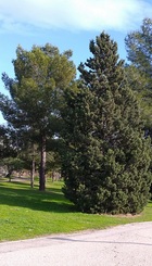 ÁRBOLES_EN_ARAGONES_1.jpg