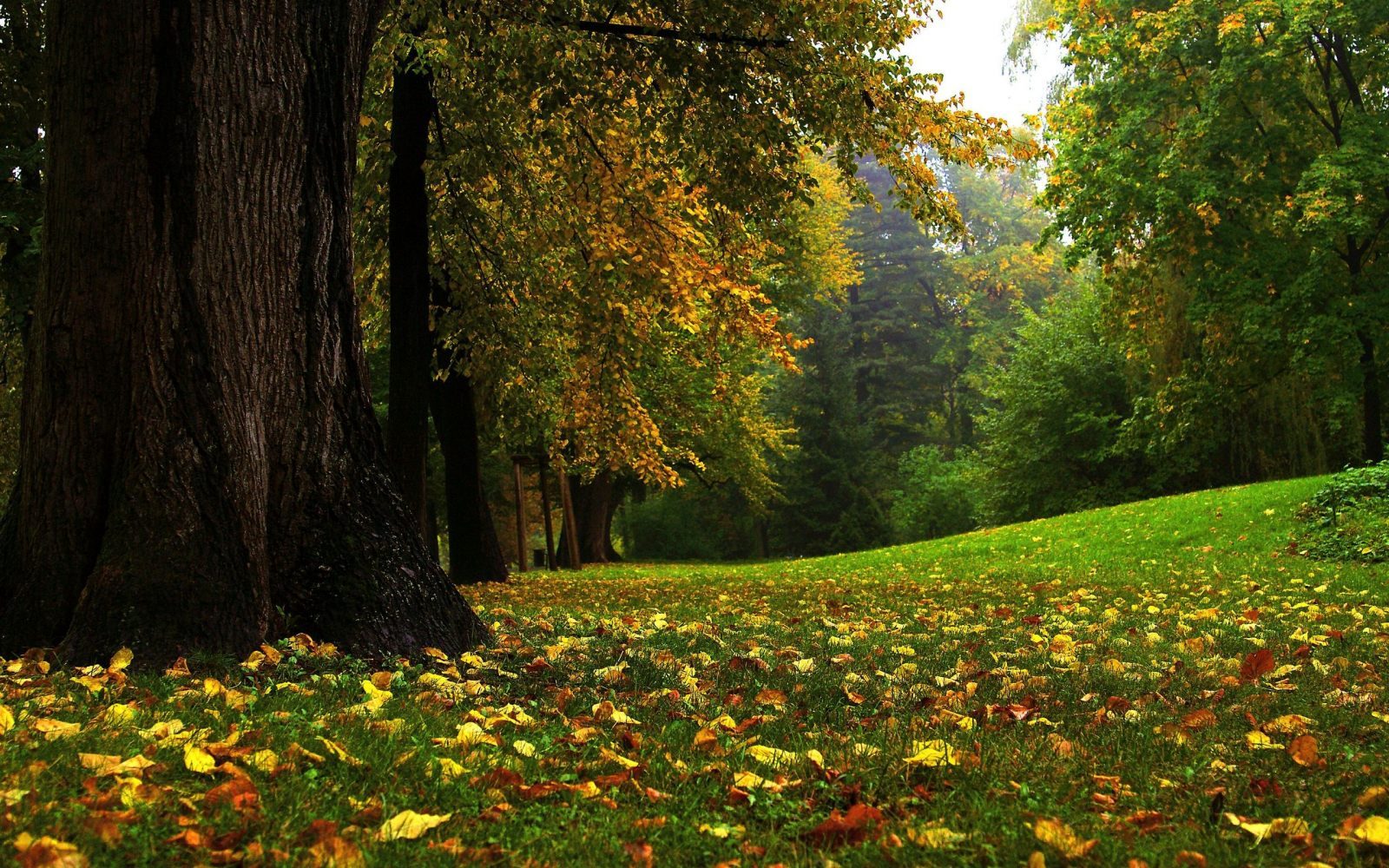 imagenes-de-bosque-hd.jpg