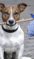 PerroAbandonado.jpg