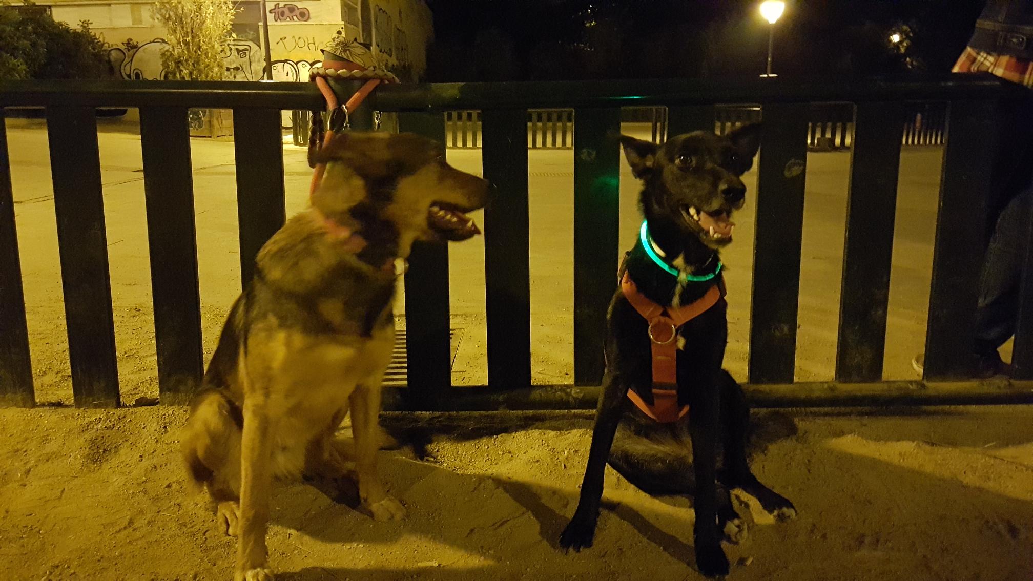 Valla de la zona canina del Parque de Peñuelas