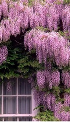 beautiful-gardens-beautiful-flowers.jpg