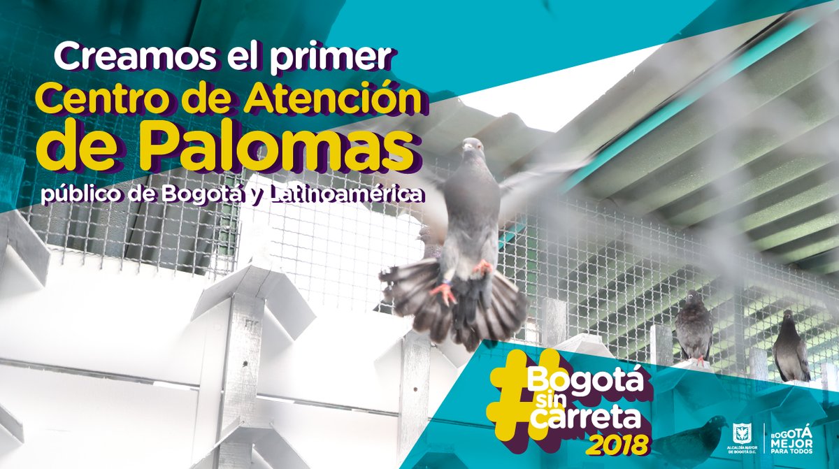 centro de atención de palomas urbanas