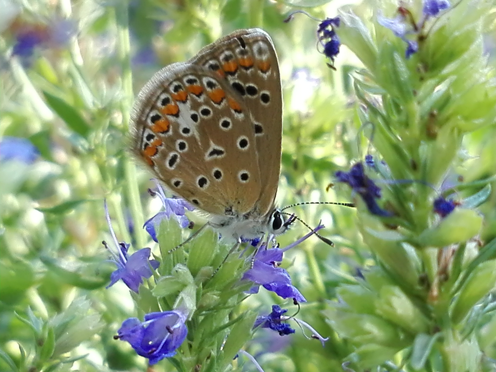 Polyommatus_icarus_-_Pradolongo_18_de_Septiembre_de_2018.jpg