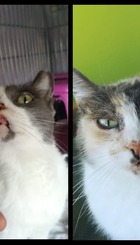 Tri, 8 años, gata de colonia controlada acogida para su recuperación