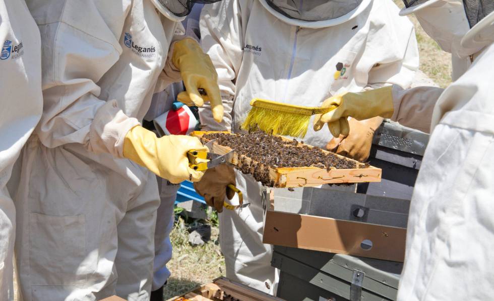 Apiario Leganés.jpg