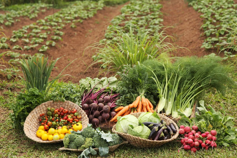 con la comida no se juega