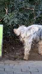 caca de perro, mier….. de dueño.