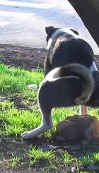 Perros no