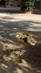 CALLE AVICULTURA 10 (SAN BLAS)