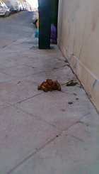 cacas1.jpg
