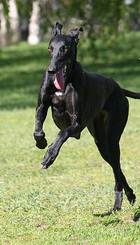 galgo_espanol_02.jpg