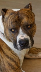 dog-american-staffordshire-watchdog-animals-61612b-1024.jpg