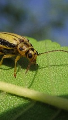 EscarabajoDelOlmo.jpg