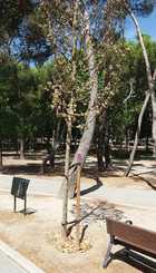 Muerte prematura de árbol joven por falta de riego