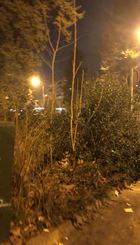 Vegetación salvaje junto cubos reciclaje y falta visibilidad