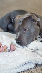 Pirtbull-and-babie.jpg