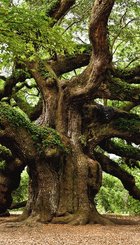 QUERCUS PYRENNAICA