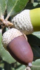 QUERCUS ILLEX
