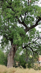 FRAXINUS ANGUSTIFOLIA