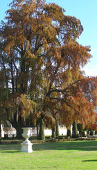 TAXODIUM HUEGELII O MUCRONATUM