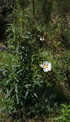 CISTUS LADANIFER