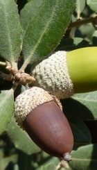 QUERCUS