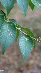 OLMO DE SIBERIA (Ulmus Pumilla)