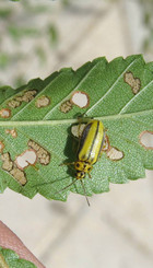 OLMO DE SIBERIA (Ulmus Pumilla)