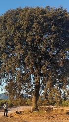QUERCUS ILLEX
