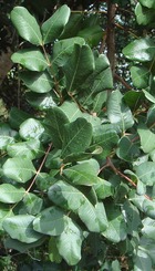 CERATONIA SILIQUA
