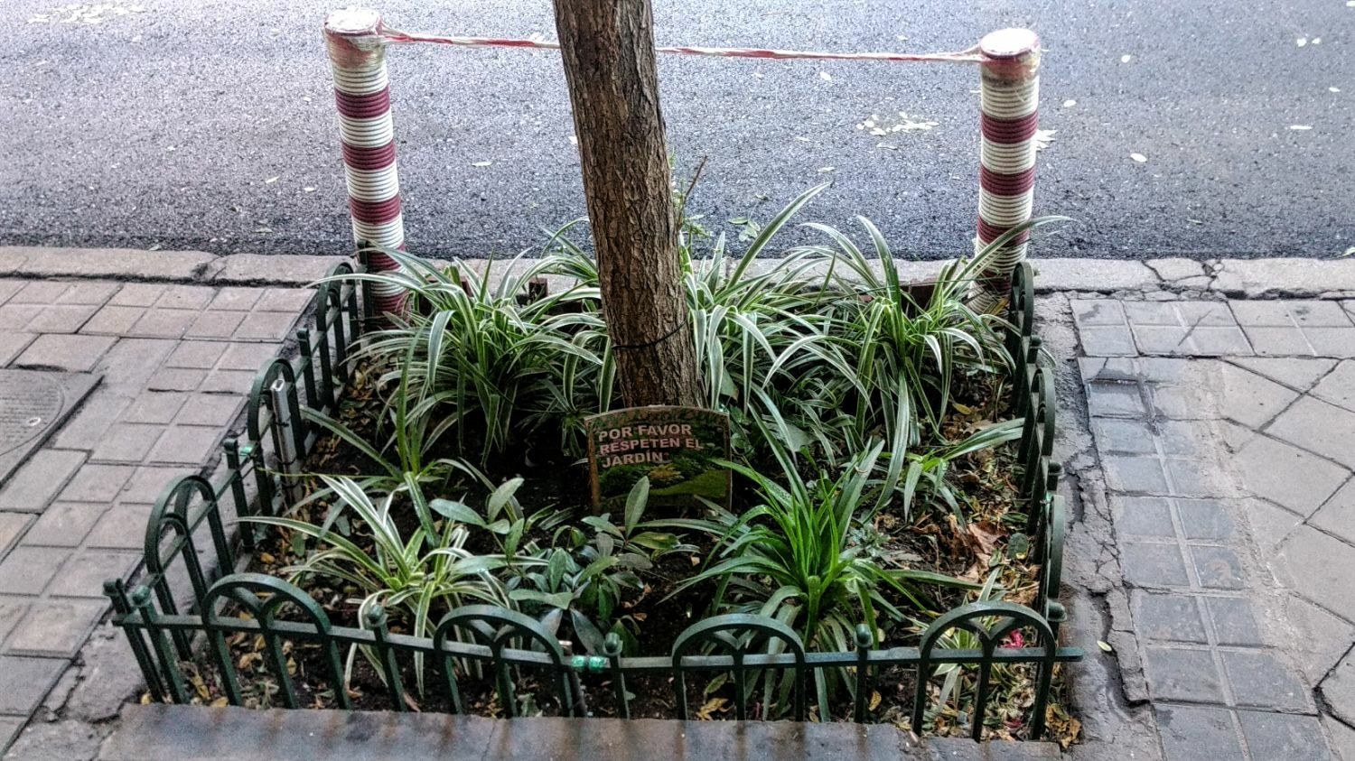 Jardín vecinal en alcorque de la calle Zurbano